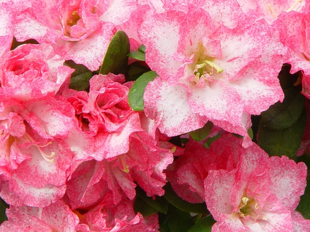 Azalea indica 'Aquarell'