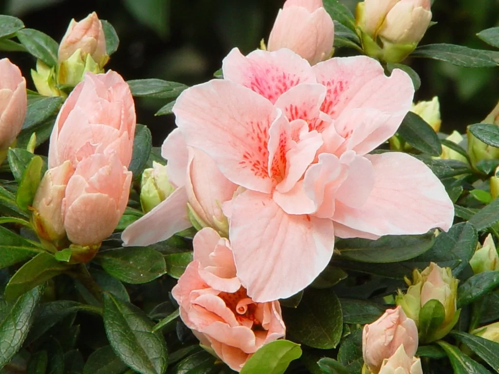 Azalea indica 'Gloria'