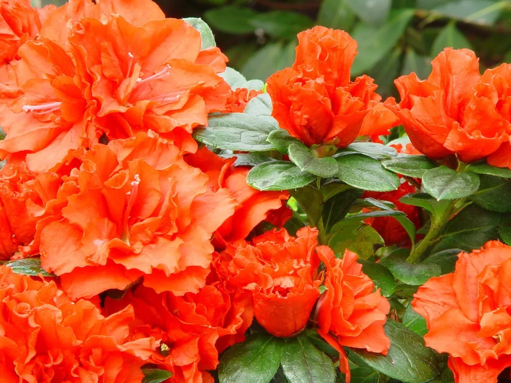 Azalea indica 'Hector'