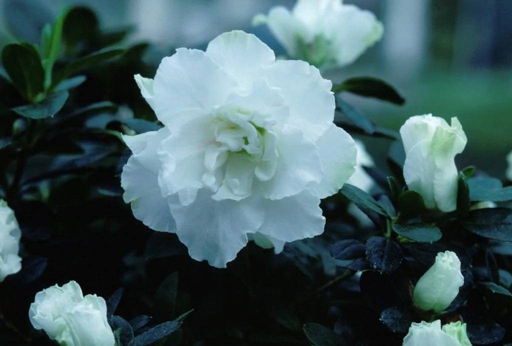 Azalea indica 'Mevrouw Edmond Troch'