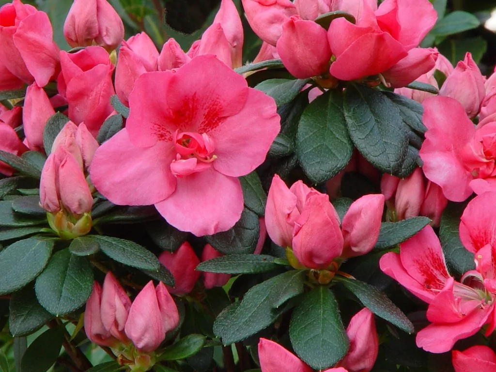 Azalea indica 'Michelle-Marie'