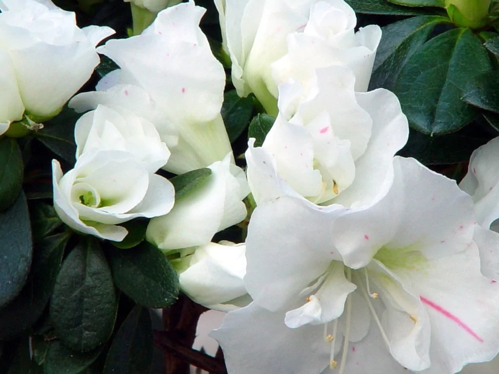 Azalea indica 'Mont Blanc'