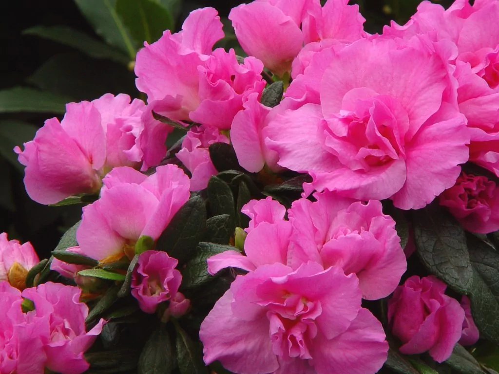 Azalea indica 'Rena'
