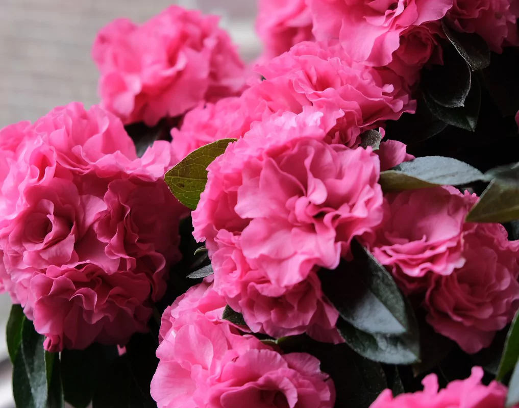 Azalea indica Aiko Intense Rose