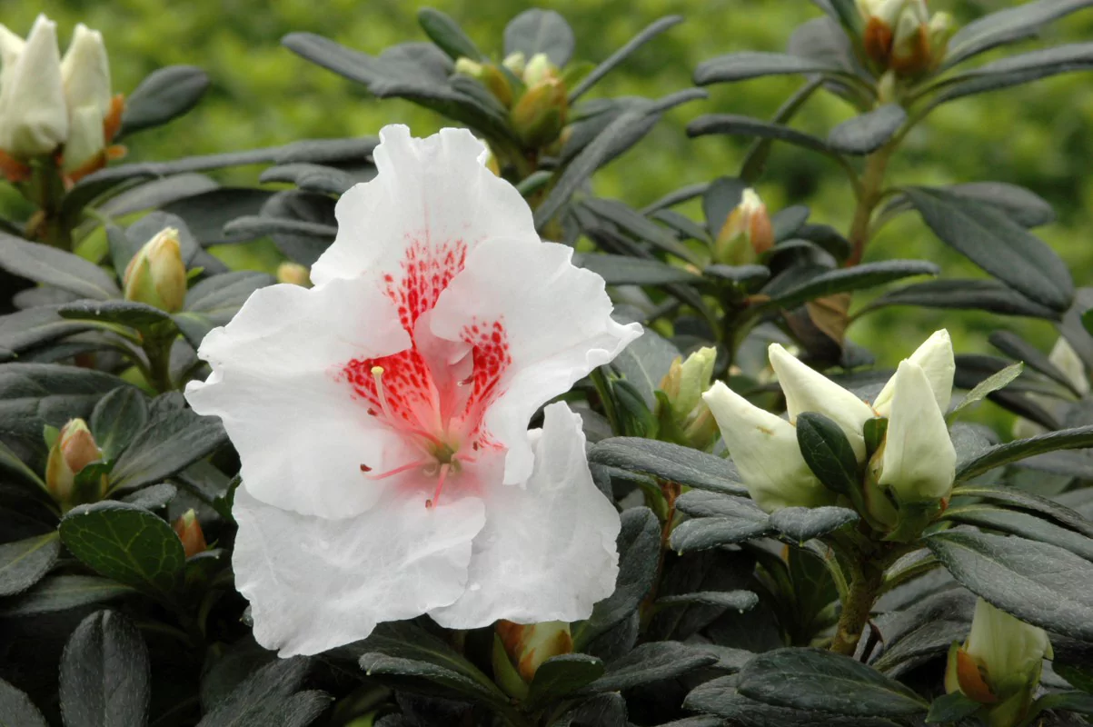 Azalea indica Amelie