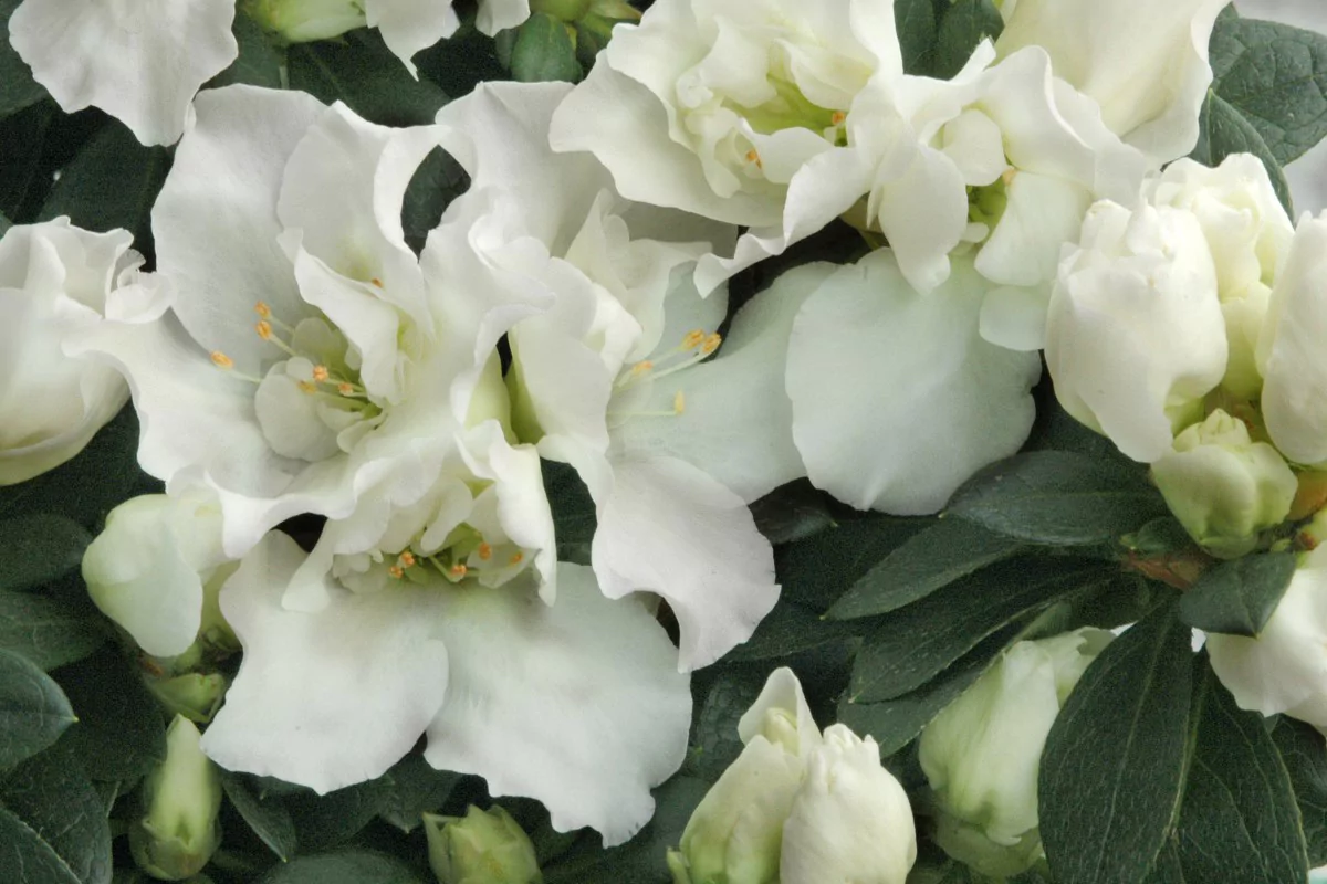Azalea indica 'Leonardo'