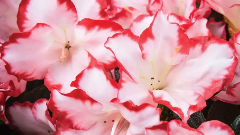 Azalea indica 'Miss Mirthe'