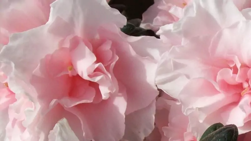 Azalea indica 'Oase de Lo'