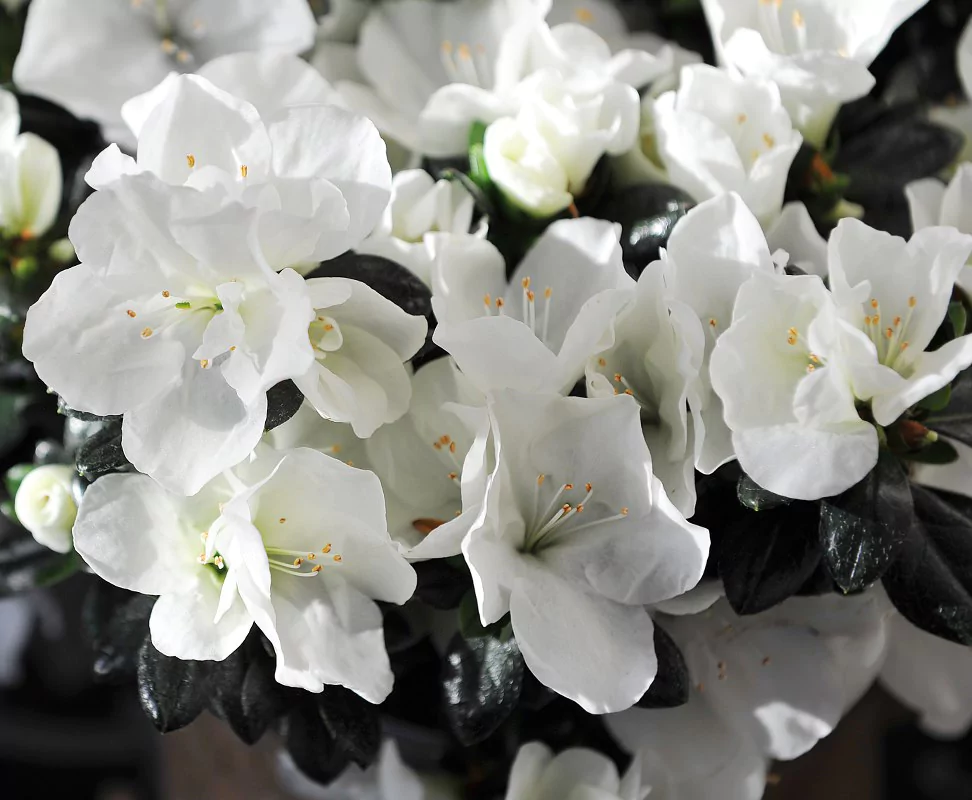 Azalea indica Toshi Berlin