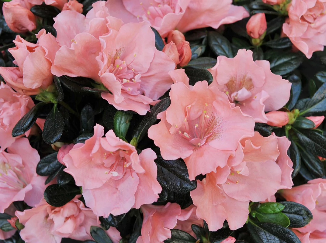 Azalea indica Toshi London