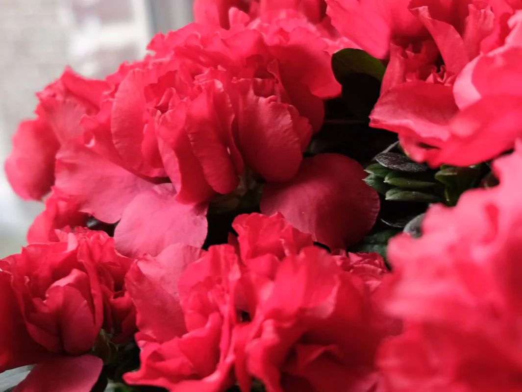 Azalea indica Toshi Rome